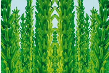 湖北金九昌種業(yè)有限公司